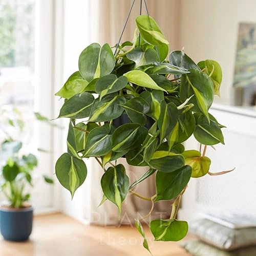 Plant Theory Philodendron Scandens Brasil Sweetheart Plant HeartLeaf Indoor Plant 18cm Hanging Pot