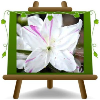 Azalée du diable Belle Anna Bianca marbrée rose Vase 22cm couronne 45~50cm