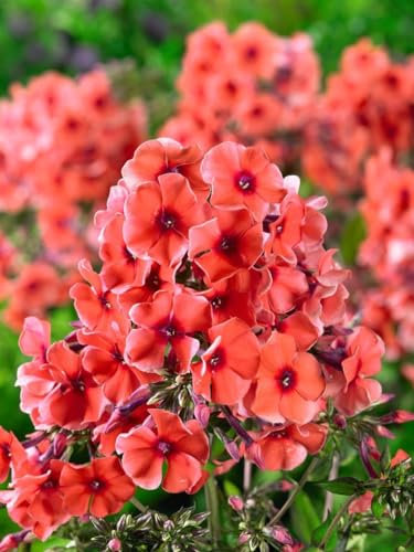 Phlox paniculata 'Tequila Sunrise' 11x11 cm Topf – Winterhart, Mehrjährig, Pflegeleicht – Flammenblume – Staude für Beet & Garten