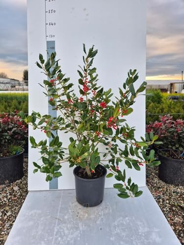 Agrifoglio Ilex × ‘Nellie R. Stevens’ - Pianta Vera In Vaso - Foto Reali - Giulian Giovani Piante
