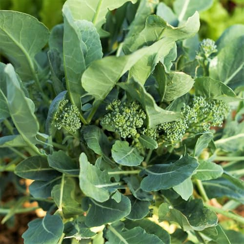 TomorrowSeeds - Broccoli Rabe (Rapini) Seeds - 3000+ Count - for 2026 Planting Spring Rapini Broccolini Broccoli Broccoletti Green Turnip Greens Non-GMO Heirloom Grow Your Own Home Farm Patio Healthy