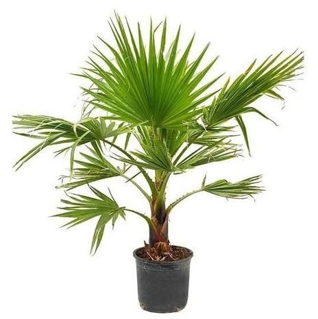 Washingtonia Robusta | DECOALIVE | Palmera de Exterior | Altura ± 120cm | Planta Natural