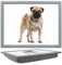 Bravich Beanbag Lap Tray with Cushion - Pug Dog Design - 44 x 33 x 7cm. Cushioned Bean Bag Laptray for Eating, Crafts, Laptop & More