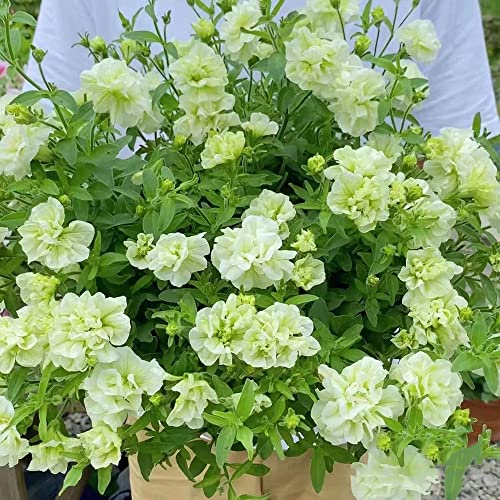 500 Stück petunien samen hängend weiß mini garten geschenke für gartenfreunde flower seeds exotische blumensamen hochzeit gastgeschenk winterharte pflanzen saatgut geschenk