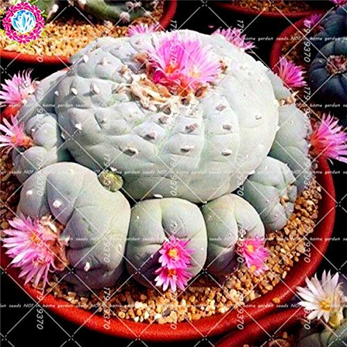 Bloom Green Co. 100pcs Mixed Astrophytum Kaktus flores Sukkulenten Pflanzen Bonsai plantas für Hausgarten-Topfpflanzen Seltene Blumen Feigenkaktus: 6