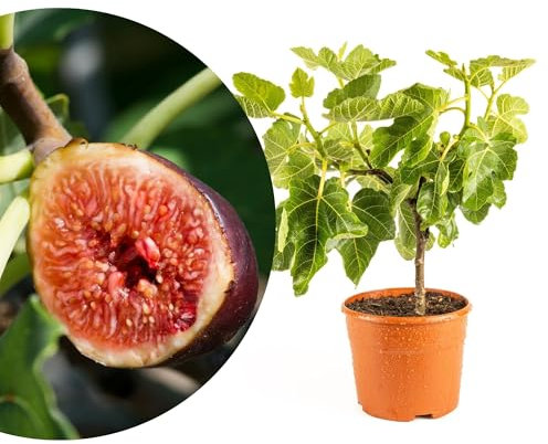 Meine Orangerie – winterharter Feigenbaum 'Piccolo' als Halbstamm – Echte Feige Ficus Carica im Topf – Höhe inkl Topf ca. 50-60cm – Süß-aromatische Früchte – Ideal für Garten, Balkon & Terrasse