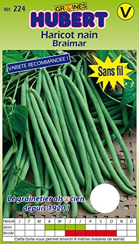 Graines Non Traitées de Haricot nain Braimar - 150 grammes