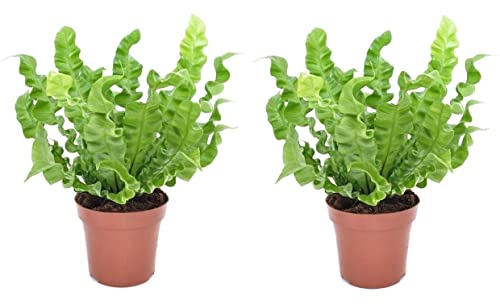 Plant in a Box - Asplenium nidus 'Knusprige Welle' - 2er Set - Nestfarn - Grüne Zimmerfplanze - Topf 12cm - Höhe 25-40cm