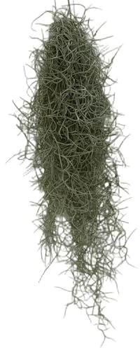 Vandas Tillandsia Usneoides 40 cm Pianta Aerea Senza Terra Muschio Spagnolo per Interni Decorazione Casa Made in Italy