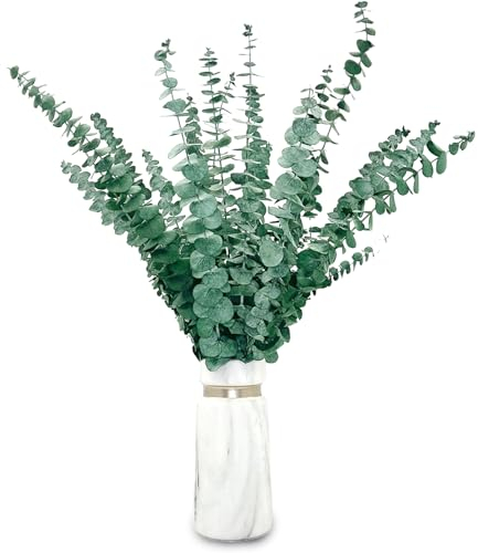 20 Stück Eukalyptus Getrocknet 43cm Natürliche Trockenblumen Eukalyptus kann Konserviert Frische Eukalyptus-Zweige für Hochzeit、Blumen Arrangements Heim Décor 215/65