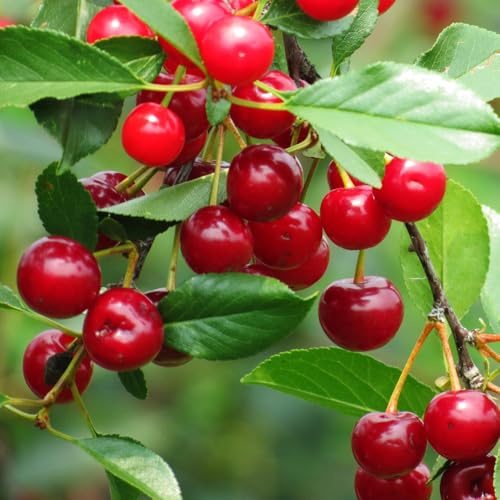 semi di ciliegio per giardinieri comprare da frutto da frutto colonnari frutteto nani, resistenti giardino roccioso colonnare vecchie varietà esotico 25pcs
