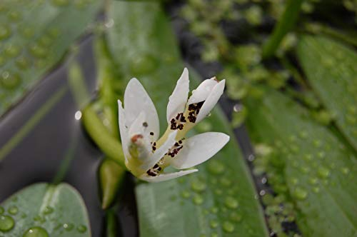 PondPlantsUK Aponogeton Distachyos Deep Water - Pond Plants Water Lilies Aquatic Plants-1 LTR-Bareroot