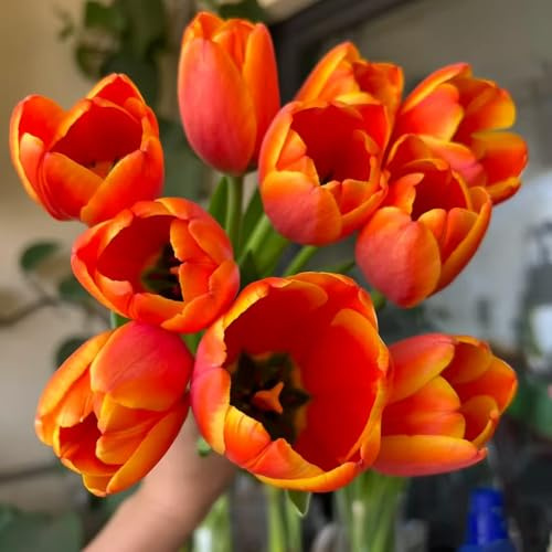 tulipani - decorazione autunnali decorazione soggiorno in vaso selvatici balcone resistenti in vaso 4bulbi