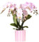 Kolibri Orchids | Rosa Phalaenopsis Orchidee Portugal + Painted Stripe Topf Rosa - Topfgröße Ø9cm | Blühende Zimmerpflanze - Frisch vom Züchter