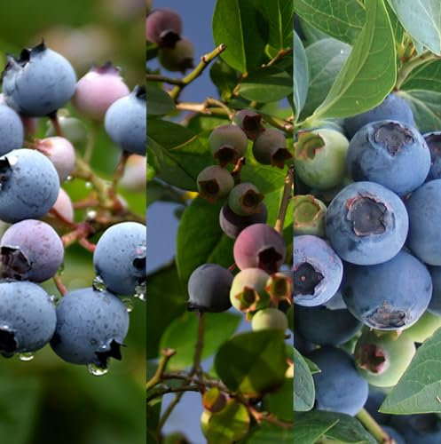 3 x Blueberry Vaccinium Plants inc Vars Like Bluecrop - Patriot - Sunshine Blue - Pink Lemonade - Powder Blue - Ready to Plant 9cm Pots
