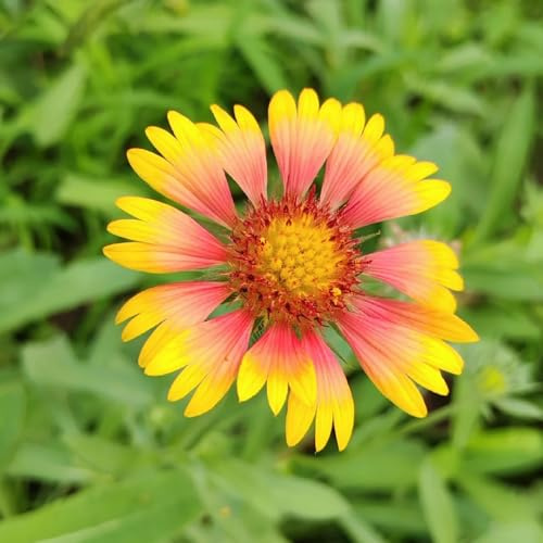 semillas de manta, gaillardia, para lugares soleados de jardín, primavera, silvestres 100pcs
