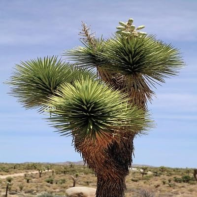 15 Exotic Semi di Joshua Tree, Yucca brevifolia Palm, freddo Hardy baccata var.