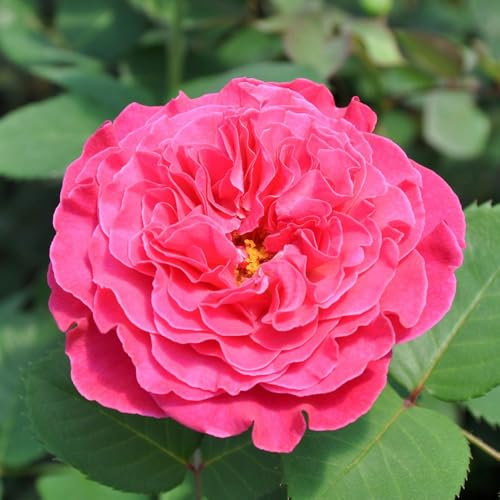 Duftende Edelrose 'Kölle's Rosensymphonie'®, pink, Doppelbogen, Topf 7,5 Liter