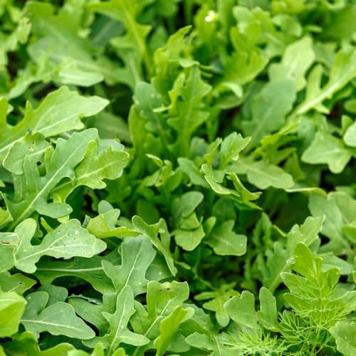 semi di rucola resistenti biologici, balcone interno 250pcs