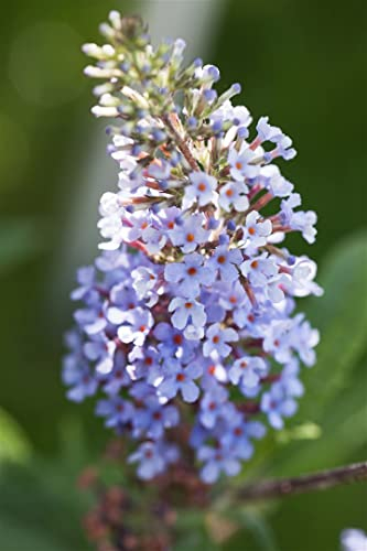 Buddleja davidii 'Buzz Improved Sky Blue' 40-60 cm – Winterhart, Mehrjährig, Pflegeleicht – Schmetterlingsflieder – Blütenstrauch für Garten & Kübel