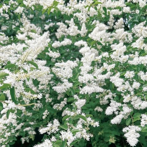 semillas de aligustre de hoja perenne - resistentes Jardín de balcón exóticas 350pcs