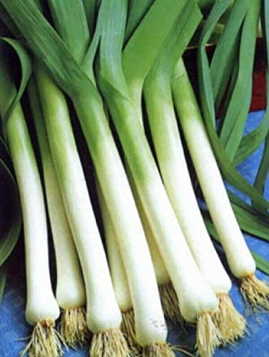 1000 American Flag Leeks Seeds Allium Heirloom - Premium Non-GMO, Open Pollinated, US Grown Seed, Always Fresh!