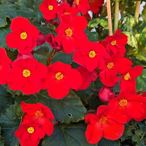 begoniensamen - garten balkon winterhart mehrjährig 20pcs