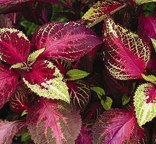 Coleus SunVersa Series Rose Lime Magic PL Seeds
