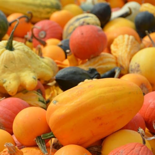 semillas de calabaza orgánicas, Regalos jardín para camas elevadas ornamentales 120pcs