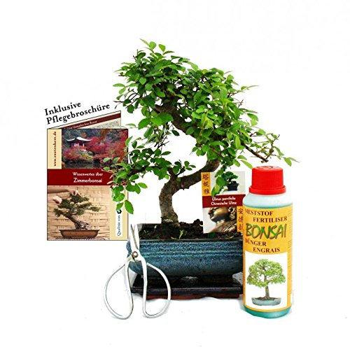 Geschenkset Bonsai Ulmus Chinesische Ulme ca. 6 Jahre alt Anfänger-Set