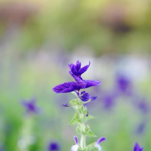 semillas de salvia perenne resistente - orgánicas, decorativas cobertura 1200pcs