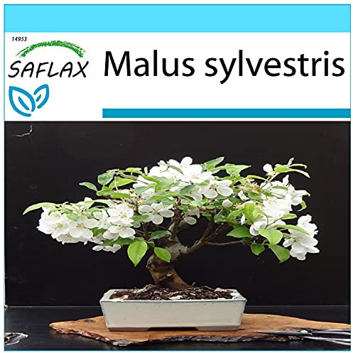 SAFLAX - Kit cadeau - Pommier sauvage - 30 graines - Malus sylvestris