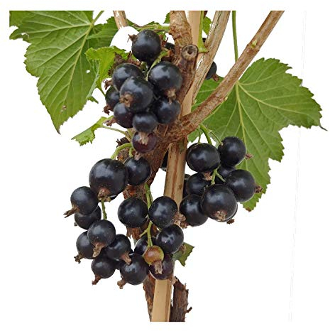 Johannisbeer-Stämmchen `Titania´, Schwarze Johannisbeere auf Stamm, ca. 120cm, im Topf