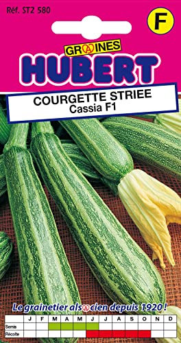 8 Graines de Courgette Striée Cassia F1
