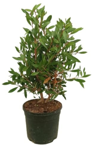 Planta natural Callistemon citrinus 'Splendens', 50-60 cm. Arbusto con follaje aromático. Segura Garden.