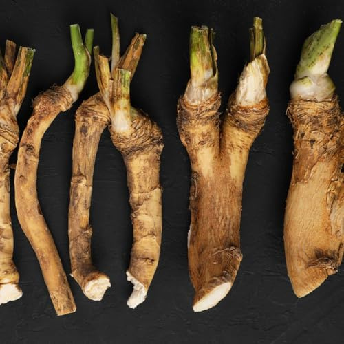 semi di rafano - tappezzanti resistenti giardino perenni appartamento biologici balcone 150pcs