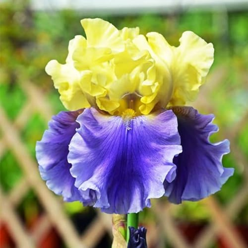Iris(Estacas de jardín premium, perfectas para bordes)-5rhizomas-C