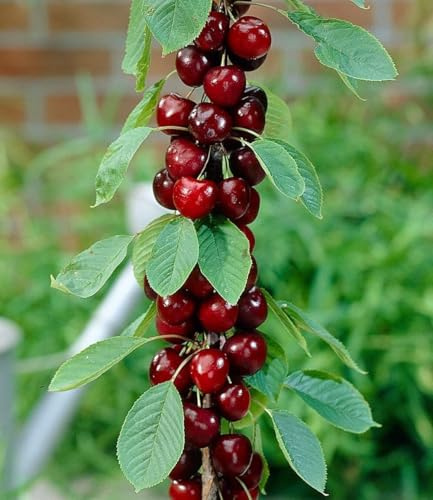 BALDUR Garten 2x Säulen-Kirschen 'Stella', Pflanzen wurzelballiert
