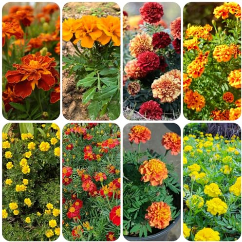 semillas de caléndula - Tagetes patula - Decoración de jardín exteri 225pcs