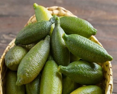 60 graines de citron vert