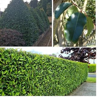 Portuguese Laurel Seeds | Prunus Lusitanica | 30+ Seeds | Fast Growing Hedging