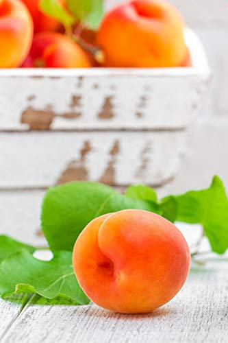 Albero di Albicocco pianta di Albicocco varietà Cafona in vaso Età 2 anni Albicocca Cafona pianta di albicocco vera venduta da eGarden.store