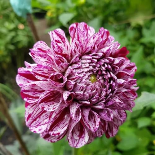 tubérculos de dalia resistentes, para exterior al invierno. Decoración de jardín 2pcs