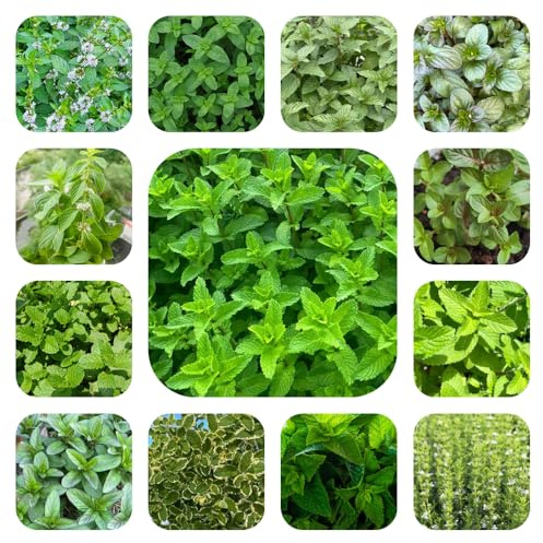 semi di menta resistente - biologici balcone rare giardino 1200pcs