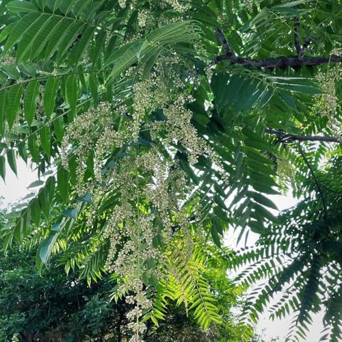 Semillas de Toona sinensis - interior para de balcón semillas jardín ajedrea 15pcs