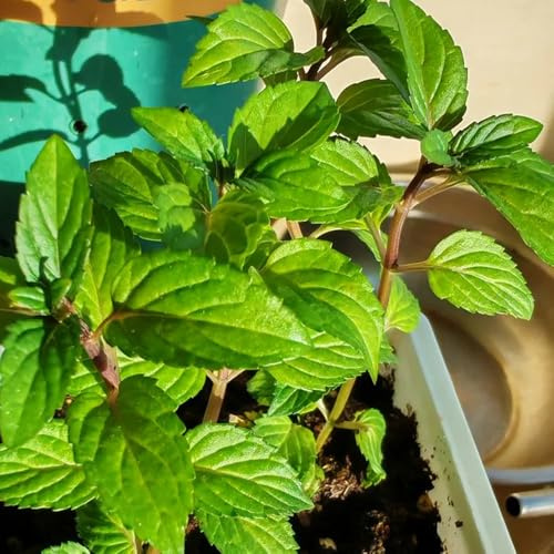 Semi di menta piperita, resistente al freddo per interni da appartamento per il giardino balcone 100pcs