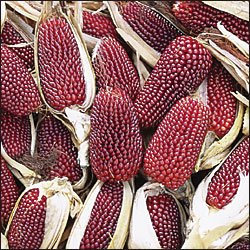 PREMIER SEEDS DIRECT - Heirloom RED Popping Corn - Strawberry - 80 Seeds