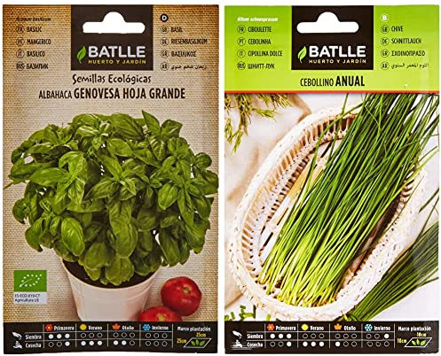Albahaca Genovesa hoja grande – ECO & Cebollino anual