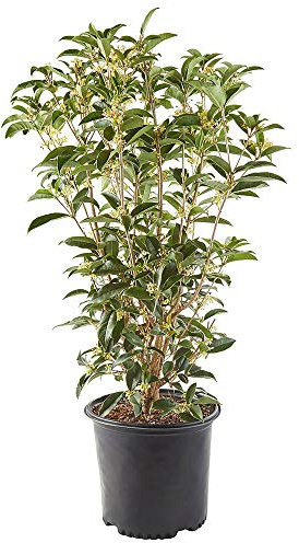 Osmanthus 7 Gal. Tea Olive Osmanthus Shrub