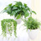 LOYUYU 3-Pack Selbst Bewässerung Hängepflanze, Sukkulente Blumentopf Luft Pflanzenhalter, Einzigartige Eierschale Hängende Sukkulente Blumentöpfe, Home Garden Office Dekorative Container Matte Weiß